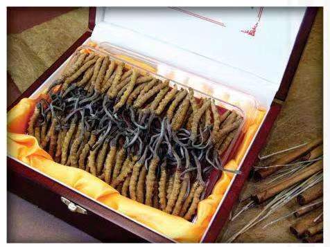 长顺冬虫夏草回收